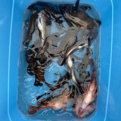 リトルワン 釣果