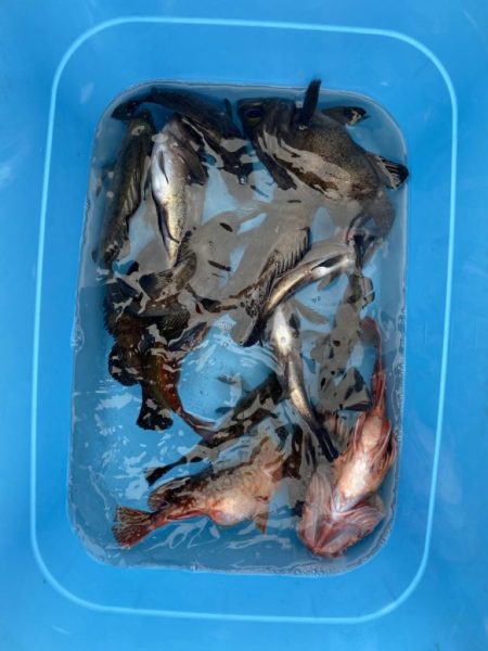 リトルワン 釣果