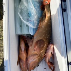 リトルワン 釣果