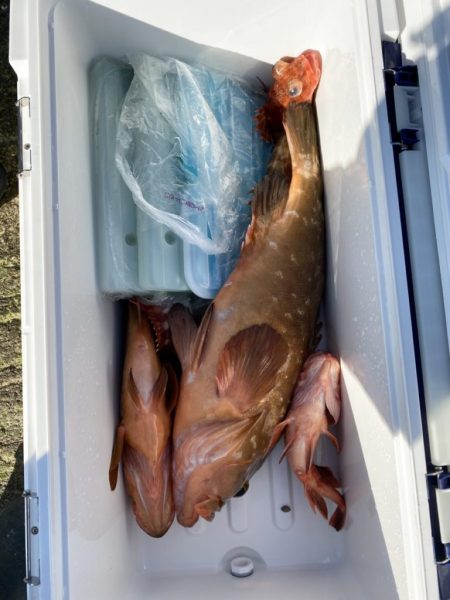 リトルワン 釣果