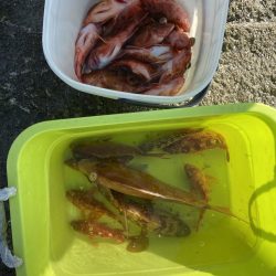 リトルワン 釣果