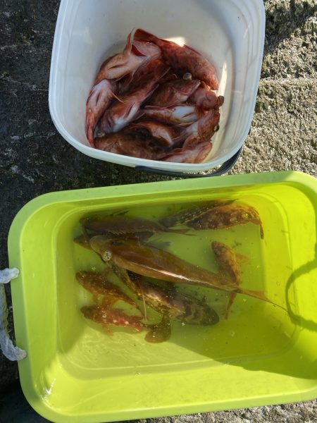 リトルワン 釣果