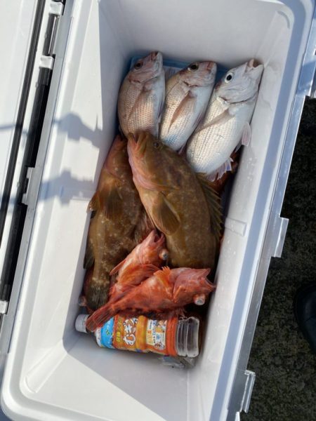 リトルワン 釣果