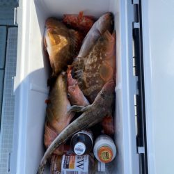 リトルワン 釣果