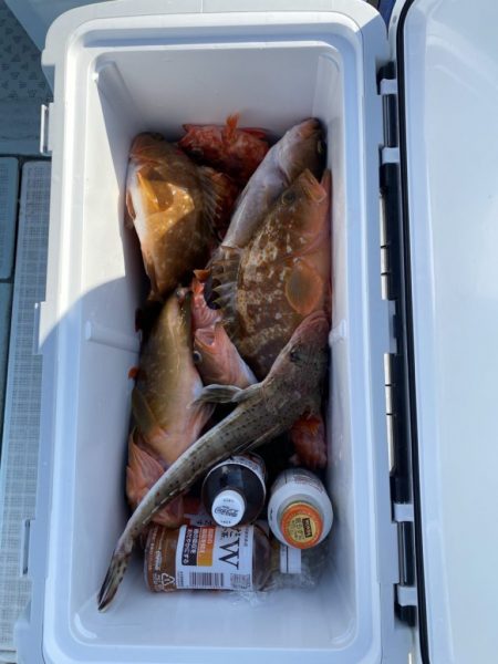 リトルワン 釣果