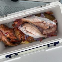 リトルワン 釣果