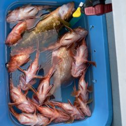 リトルワン 釣果