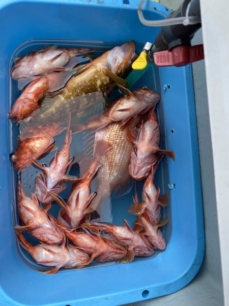 リトルワン 釣果