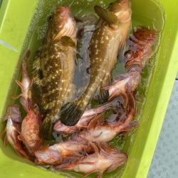 リトルワン 釣果