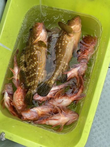 リトルワン 釣果