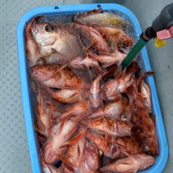 リトルワン 釣果