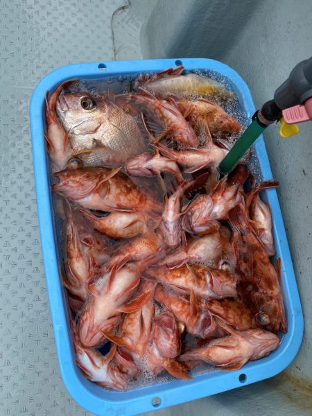 リトルワン 釣果