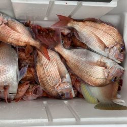 リトルワン 釣果