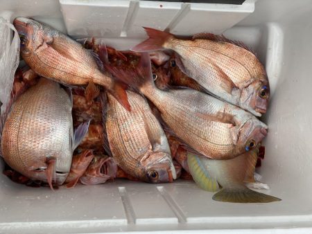 リトルワン 釣果