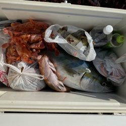 リトルワン 釣果