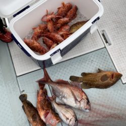 リトルワン 釣果