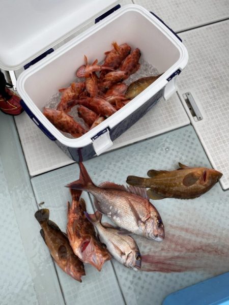 リトルワン 釣果