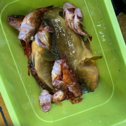 リトルワン 釣果