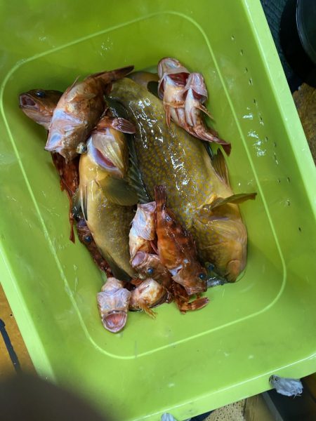 リトルワン 釣果