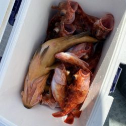 リトルワン 釣果