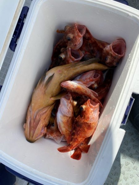 リトルワン 釣果