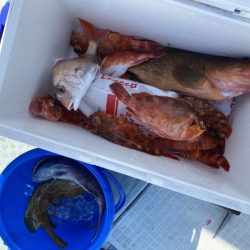 リトルワン 釣果