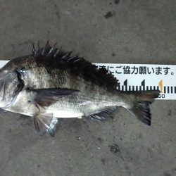 ふじや釣舟店 釣果