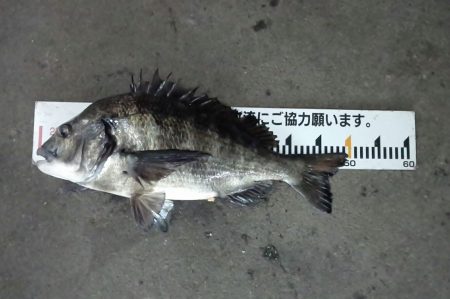ふじや釣舟店 釣果