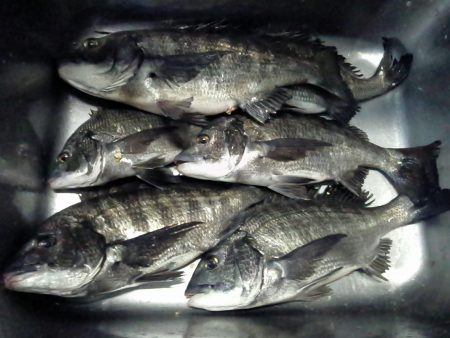 ふじや釣舟店 釣果