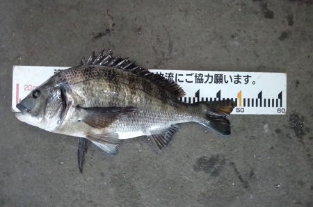 ふじや釣舟店 釣果