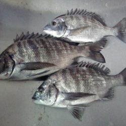 ふじや釣舟店 釣果