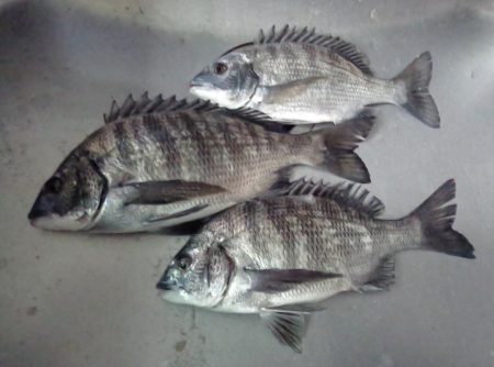 ふじや釣舟店 釣果