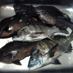 ふじや釣舟店 釣果