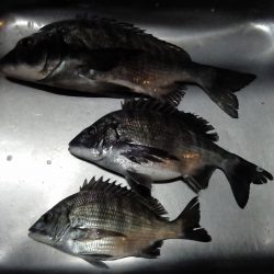 ふじや釣舟店 釣果