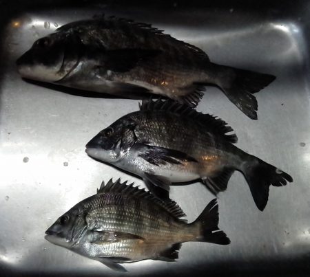 ふじや釣舟店 釣果