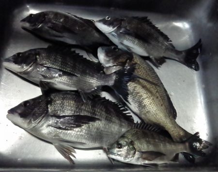 ふじや釣舟店 釣果