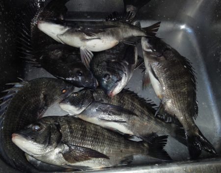 ふじや釣舟店 釣果