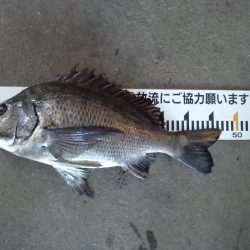 ふじや釣舟店 釣果