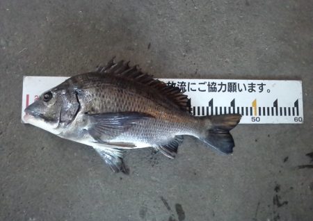 ふじや釣舟店 釣果