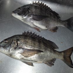 ふじや釣舟店 釣果