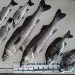 ふじや釣舟店 釣果