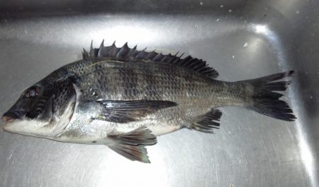 ふじや釣舟店 釣果