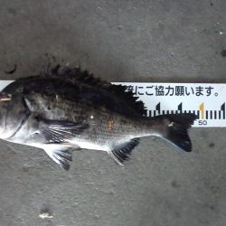 ふじや釣舟店 釣果