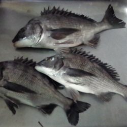 ふじや釣舟店 釣果