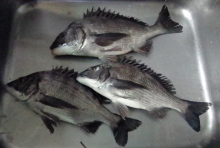 ふじや釣舟店 釣果