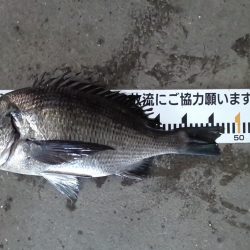 ふじや釣舟店 釣果