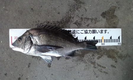 ふじや釣舟店 釣果