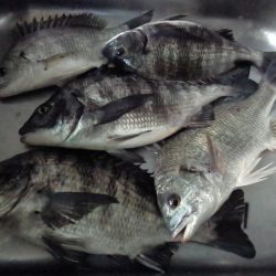 ふじや釣舟店 釣果