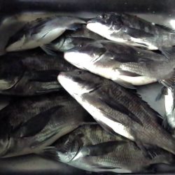 ふじや釣舟店 釣果