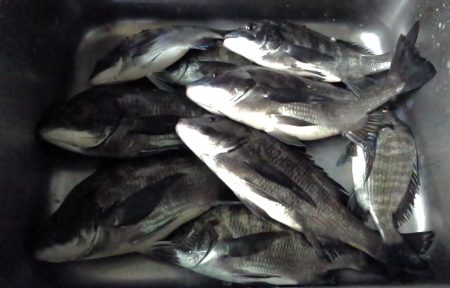 ふじや釣舟店 釣果